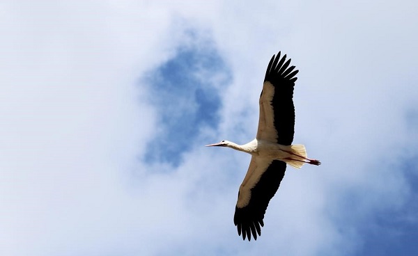 İşte küresel ısınmanın doğaya zararları
