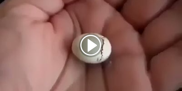 İşte kuşun yumurtadan çıkma anı