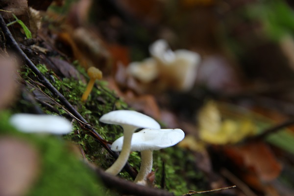 İşte mantar zehirlenmesi belirtileri