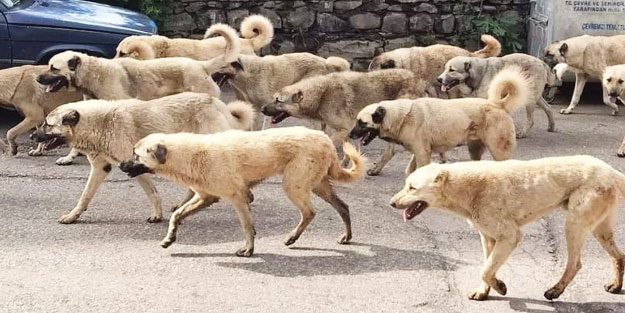 İşte masadaki formüller! Köpek teröründe flaş gelişme