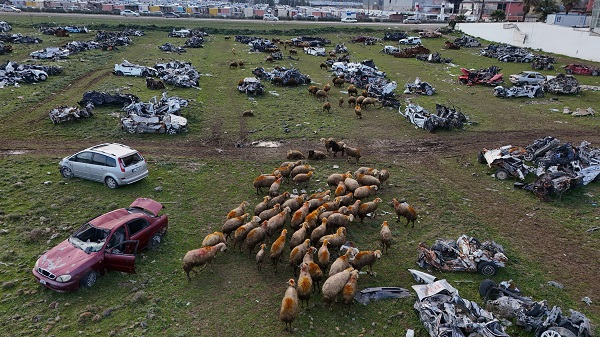 İşte o araç mezarlığının son hali