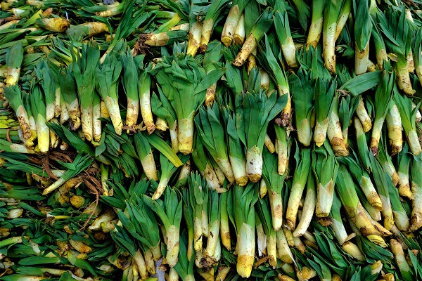 İşte o mucize bitki! Kendi kendine yetişiyor ve iyi para ediyor