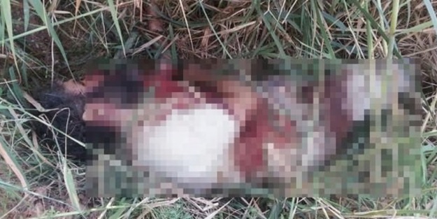 İşte ölü ele geçirilen DAEŞ militanı!