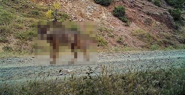 İşte onlarca köpeği yiyen esrarengiz hayvan!