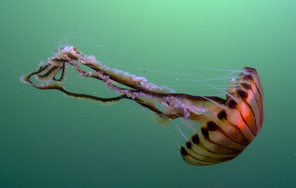 İşte pusula denizanalarının çoğalmasının sebebi
