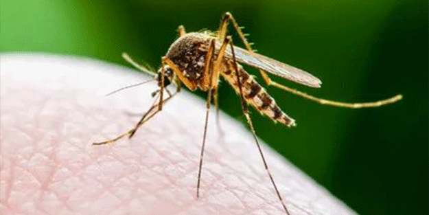 İşte sivrisineklerden korunmanın doğal 7 yolu...