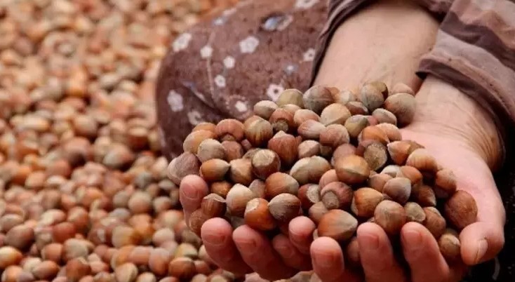 İşte son tarife! Fındıkta yeni fiyatlar açıklandı