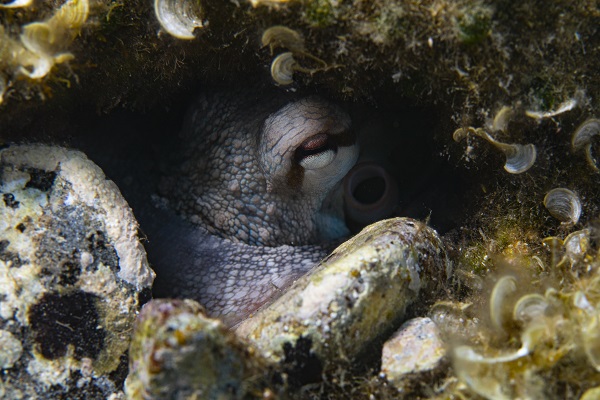 İşte su altının gizli dünyası