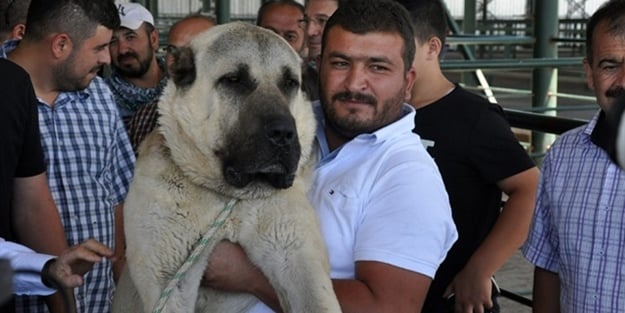 İşte tam 100 bin lira değer biçilen 'Boğaç'