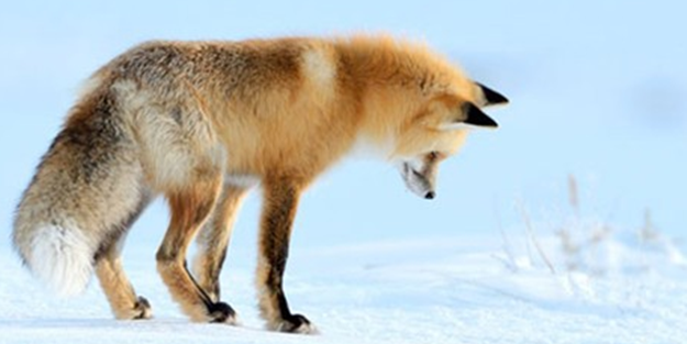 İşte tilkinin kurnazlığı! Saniyeler sürdü