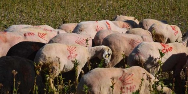 İşte tıpış tıpış otlayan CHP'li koyunlar