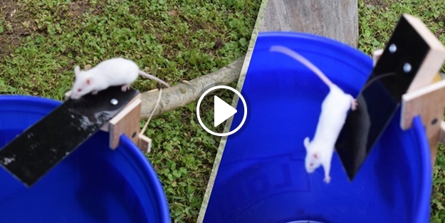 İşte tüm zamanların en etkili fare tuzağı!