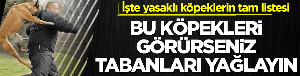 İşte Türkiye'de yasaklı olan köpek türleri