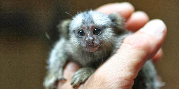 İşte yarı maymun: Marmosetler