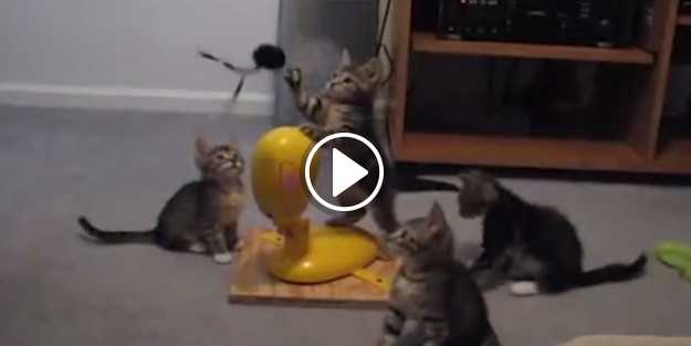 İşte yavru kedileri çileden çıkartan oyuncak