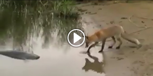 İşte yayın balığını oltayla çeken tilki