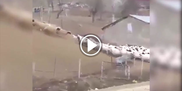 İşte yüzlerce kuzunun aynı anda annelerine kavuştuğu an!