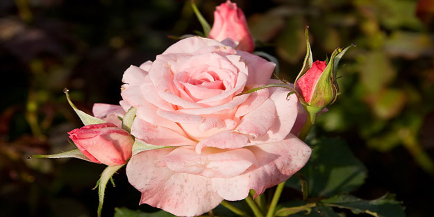 İstihaze nedir? İstihaze hangi duruma denir? Diyanet'e göre istihaze...