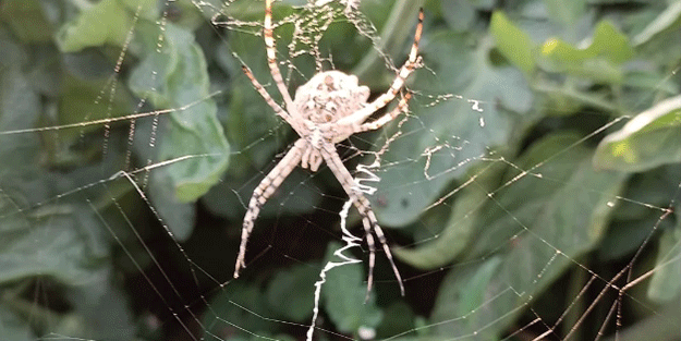 İstila çığ gibi geliyor! Gümüşhane ve Ağrı'nın ardından şimdi de Ankara diken üstünde! Hayvan değil canavar