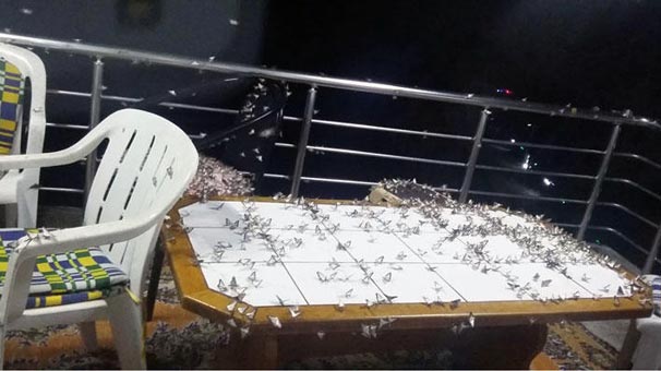 İstila ettiler! Bartın'da köylüler 2 haftadır kabusu yaşıyor...