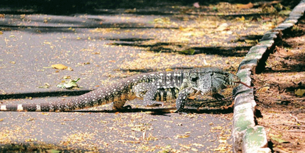 İstila haberini paylaştılar! Önüne geleni yiyor