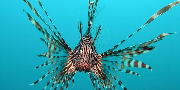 İstilacı balık türlerinin dünya ekonomisine zararı! Resmi duyuru yapıldı: Tamı tamına 345 milyar dolar