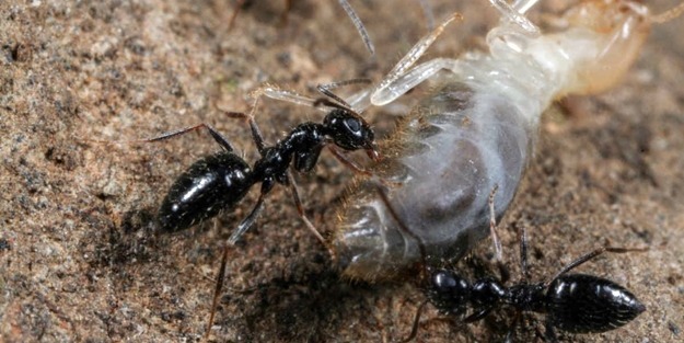 'İstilacı' karınca türü bulundu!