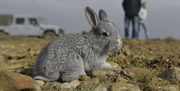 'İstilacı tavşanlar' doğal yaşam alanlarına bırakıldı