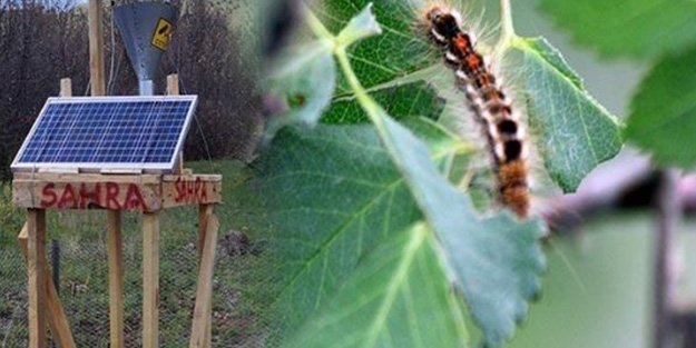 İstilacı tırtıllara karşı büyük tuzak