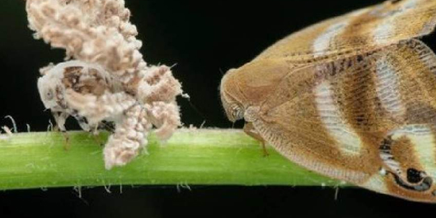 İstilacı tür ortaya çıktı: Türkiye alarmı: Bir ısırıkla mısır, fasulye türü ürünleri yerle bir ediyor! Masum değil