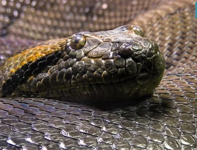İstilacı yılanlar her yere yayıldı! Şehirde ne tavuk kaldı ne kedi… İnsanlar dehşeti yaşıyor