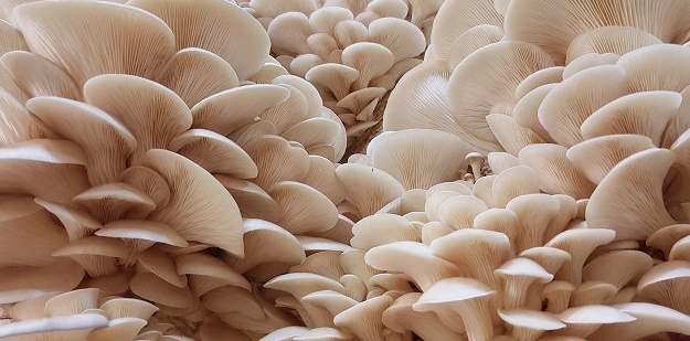 İstiridye mantarı yemeniz için 9 sebep