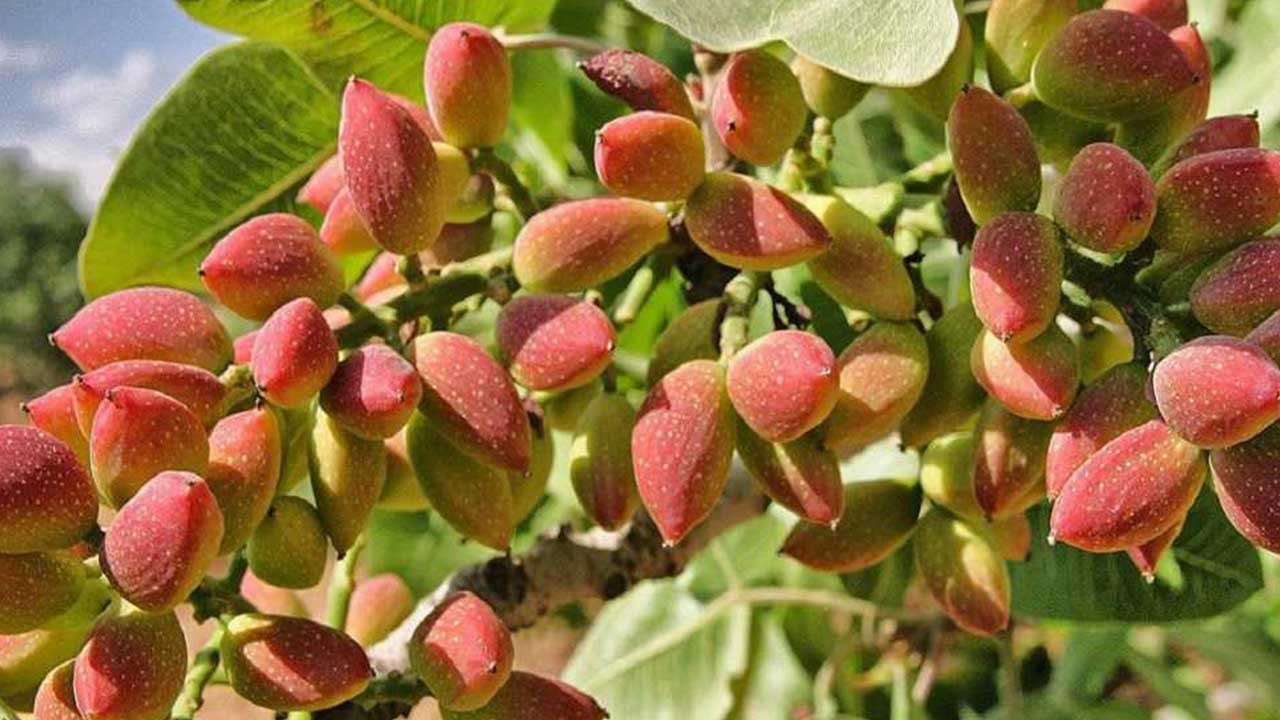 İsveç şok haberi duyurdu! Türkiye'de üretilmişti: Zehirli çıktı