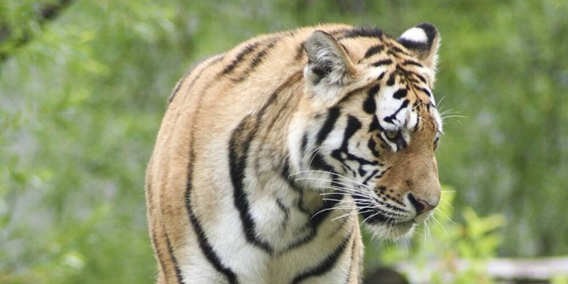 İsveç’te Kovid-19’a yakalanan kaplan öldürüldü