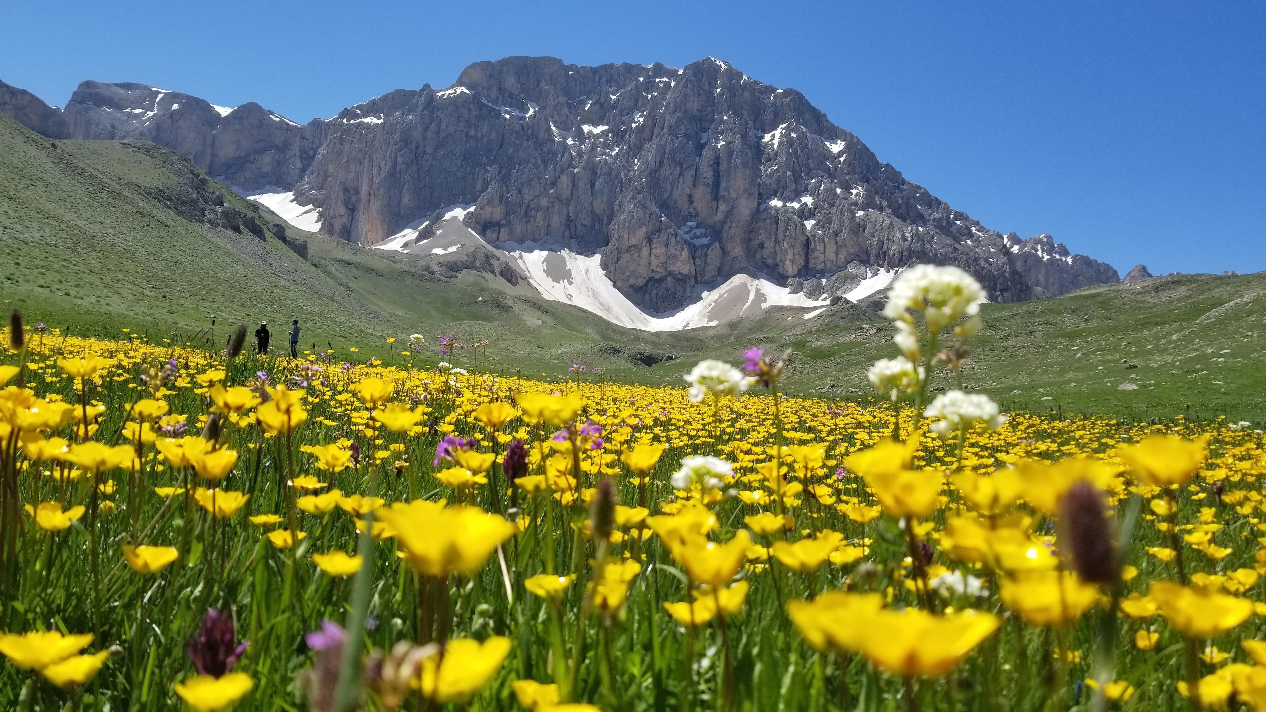 İsviçre Alperi değil, Munzur Dağı'nda ki Merg Yaylası