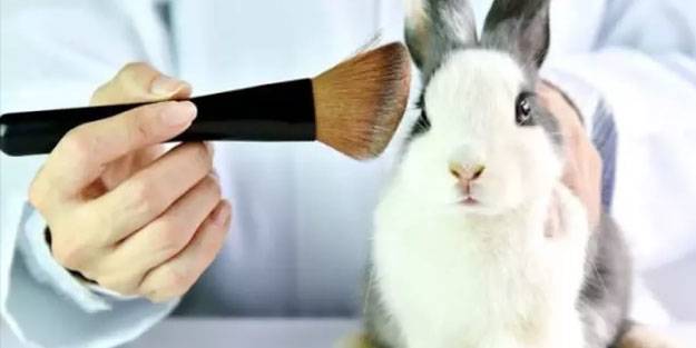 İsviçre'de hayvanlarla ilgili referandum sonuçlandı