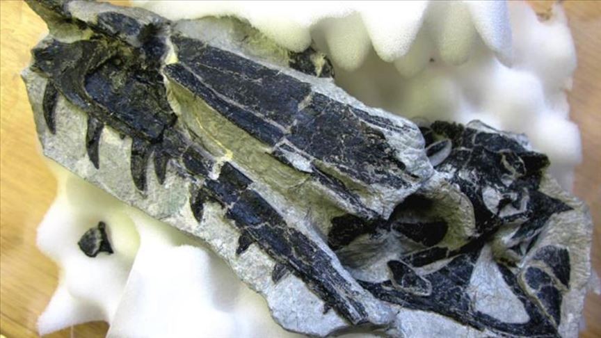 İsviçre'de yeni bir dinozor türü keşfedildi