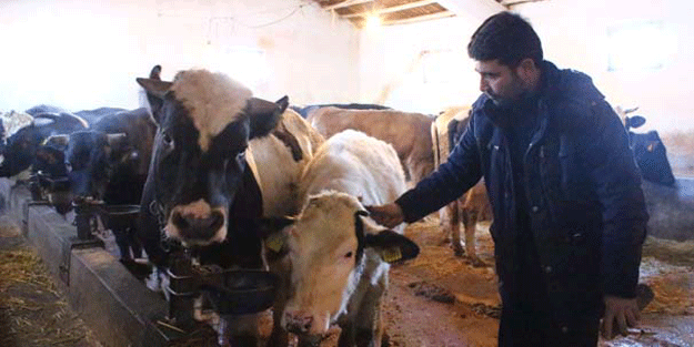 İsyan ettiler: Eğer satamazsak hayvanları kesip atacağız!