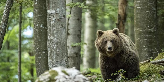 Ayı bu sebepten idam cezasına çarptırıldı!