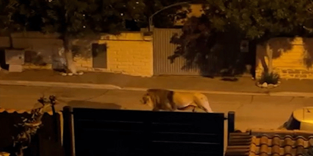 İtalya'da sirkten kaçan aslan paniğe yol açtı