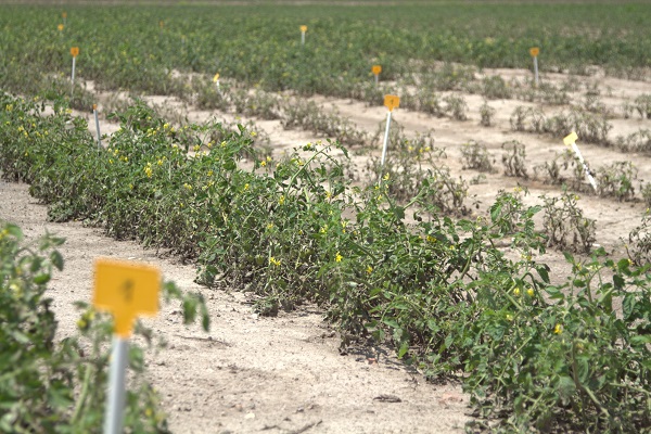 İtalya’da tarım krizi! Ekim yapılamaz hale geldi