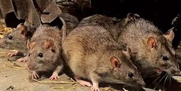 İtalya'nın başkenti Roma'yı fareler bastı