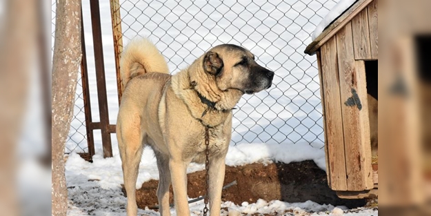 İtalyanlardan kurt saldırılarına karşı 'kangal' çözümü!