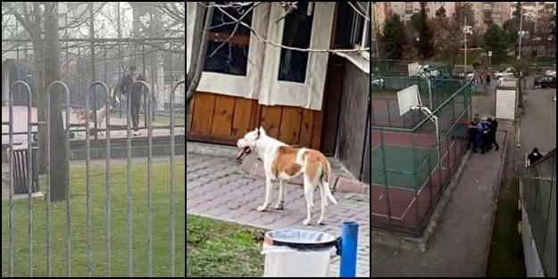 'İtçiler' kına yaksın! Bir köpek saldırısı daha: 2 çocuk hastanelik oldu