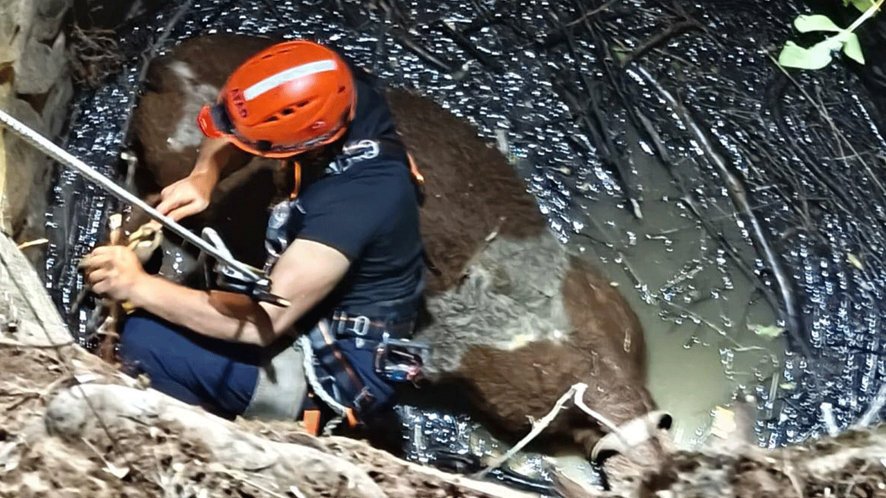 İtfaiye, AFAD ve İl Özel İdaresi ekipleri seferber oldu! Su kuyusuna düşen inek kurtarıldı
