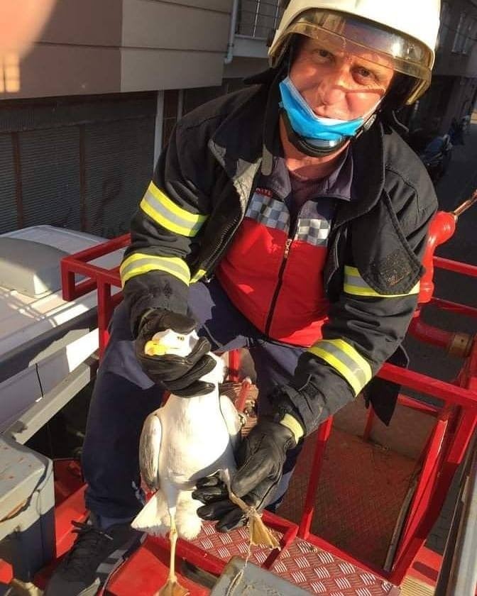 İtfaiye ekiplerinin martı kurtarma operasyonu. 