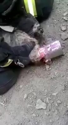 İtfaiye eri kediyi kalp masajıyla kurtardı 