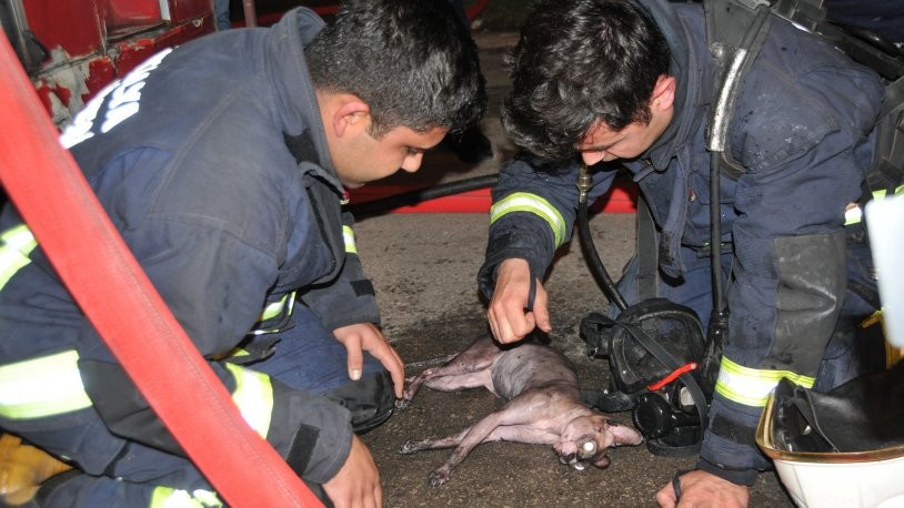 İtfaiye eri yangında dumandan etkilenen kediyi kalp masajı ile hayata döndürdü