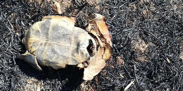 İtfaiye görevlisi korkunç manzara sonrası böyle sitem etti: Bunun vebalini nasıl ödeyecekler