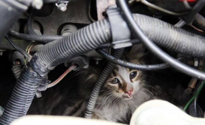 İtfaiye, otomobilin motor kısmına sıkışan yavru kediyi kurtardı 